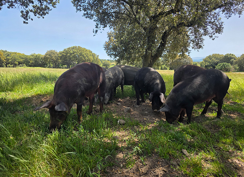 Apadrina un cerdo de bellota ibérico 50% raza ibérica